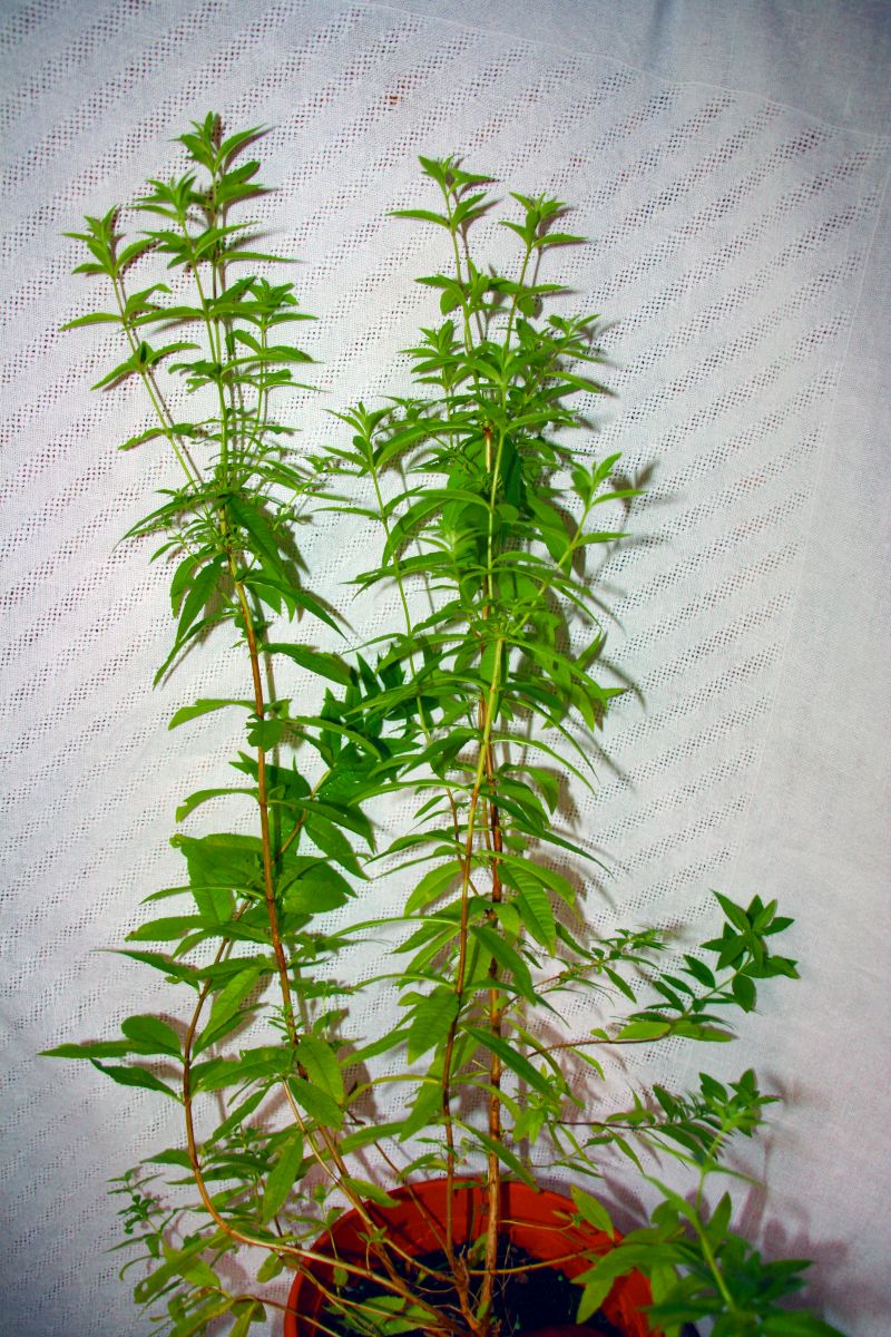 Verveine.jpg