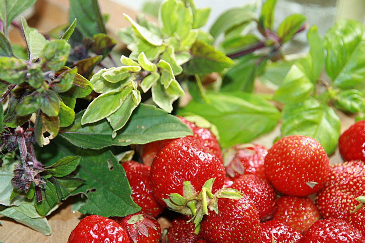 Erdbeeren_Basilikum