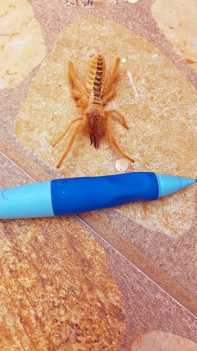 Kamelspinne