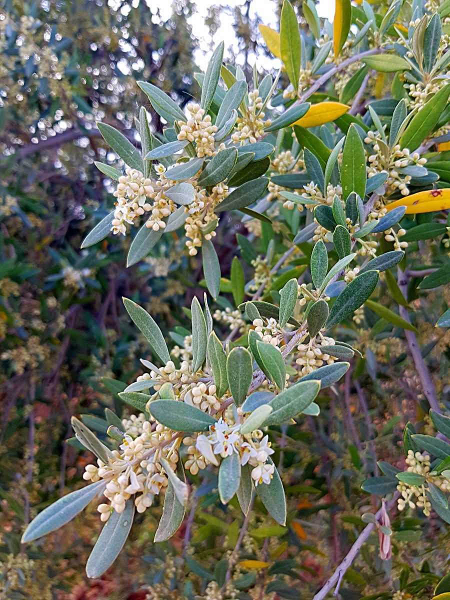 Olilvenblüten1