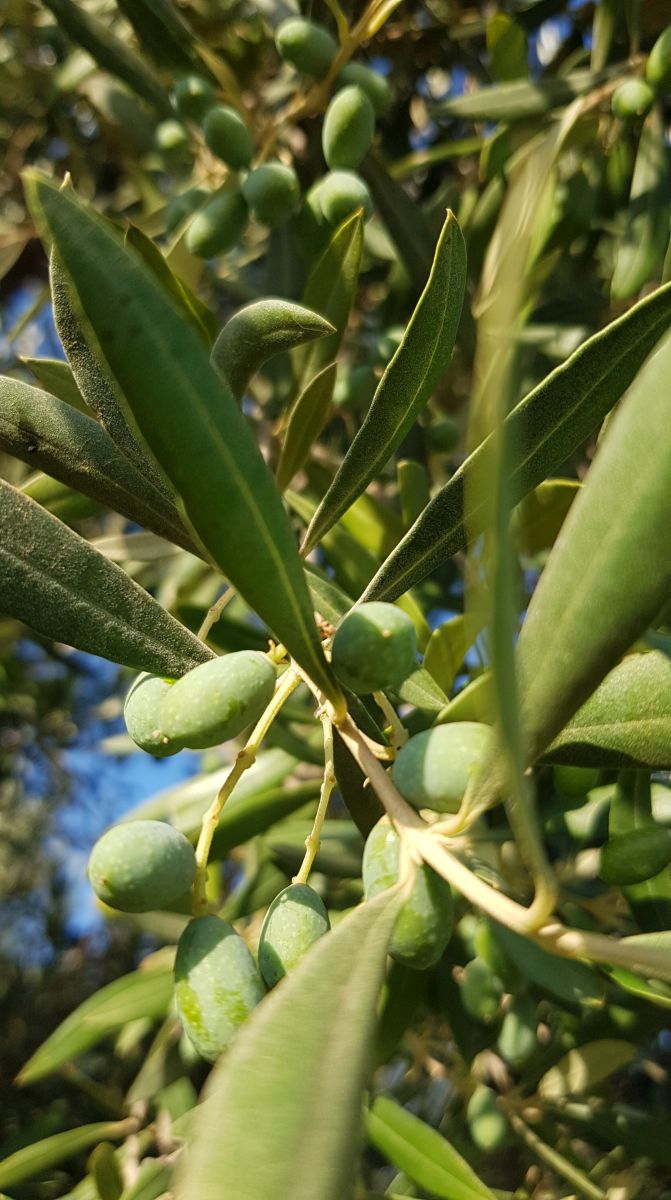 Sahli