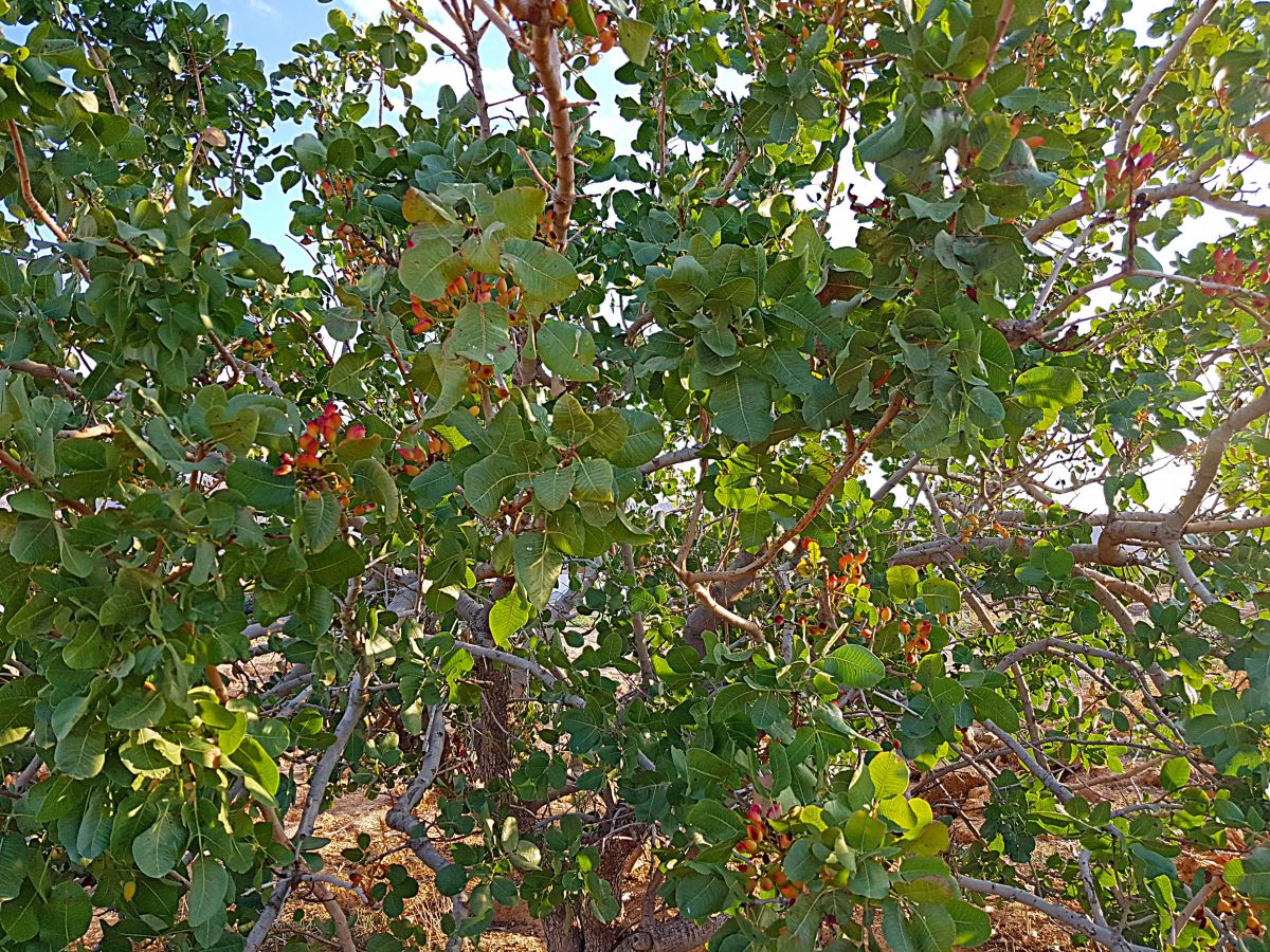 Pistazienbaum