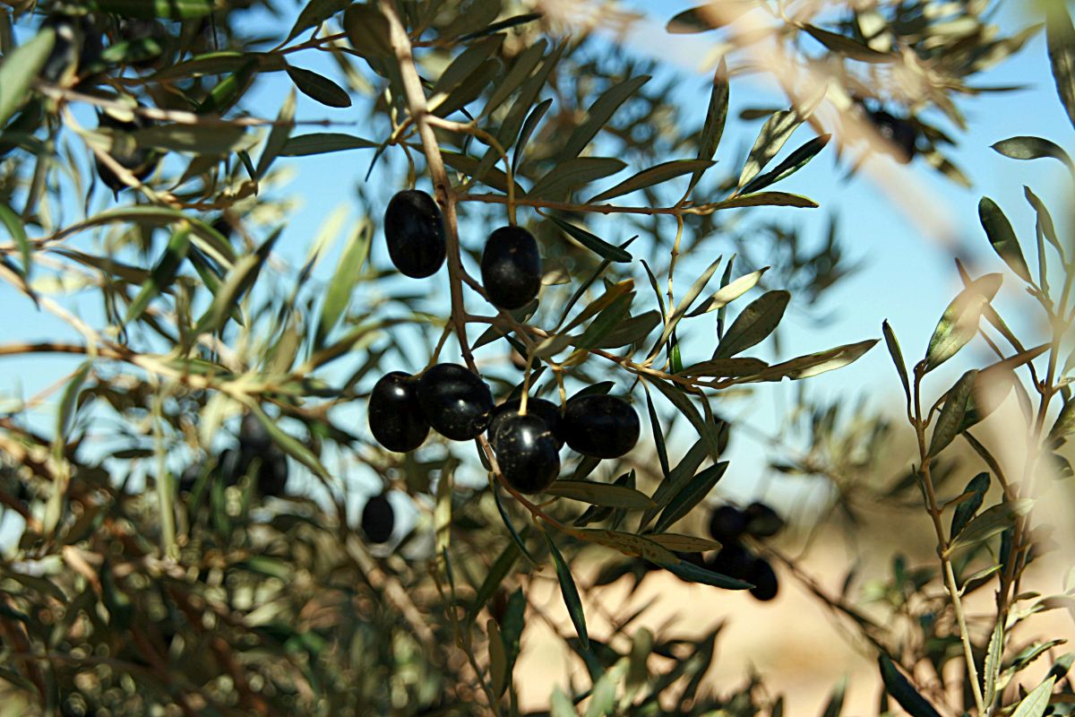 Olivenernte1