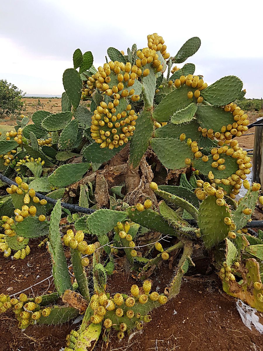 KaktusfeigeAmrah1