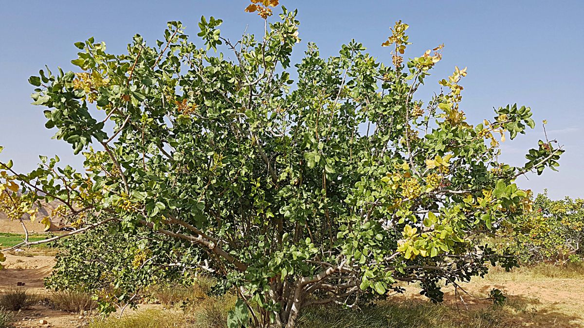 Pistazienbaum